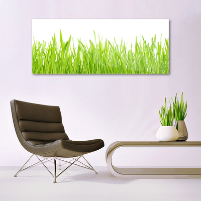 Billede glas Grass Nature Plant