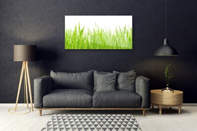 Billede glas Grass Nature Plant