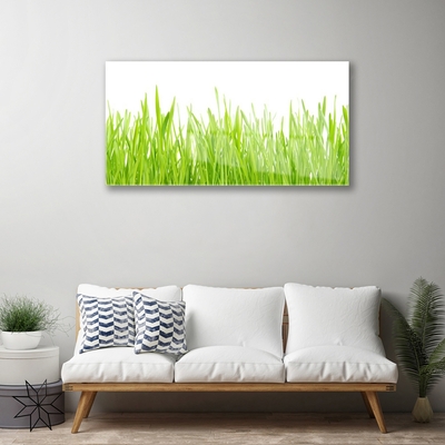 Billede glas Grass Nature Plant