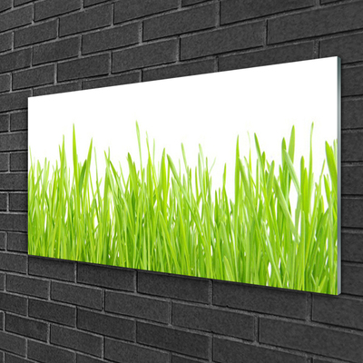 Billede glas Grass Nature Plant