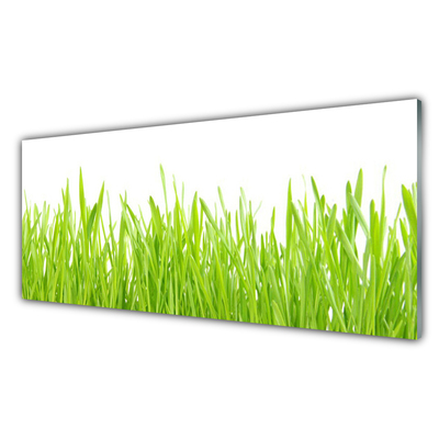 Billede glas Grass Nature Plant