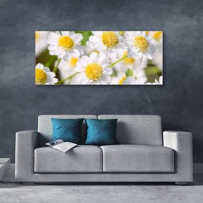 Billede glas Blomster Daisy Natur