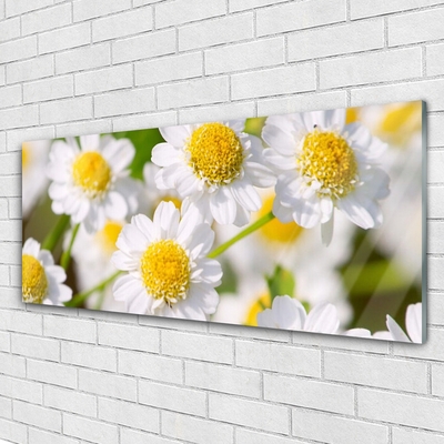 Billede glas Blomster Daisy Natur