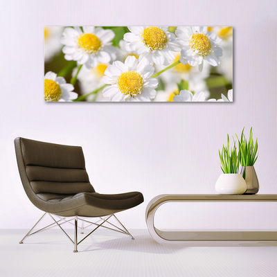 Billede glas Blomster Daisy Natur