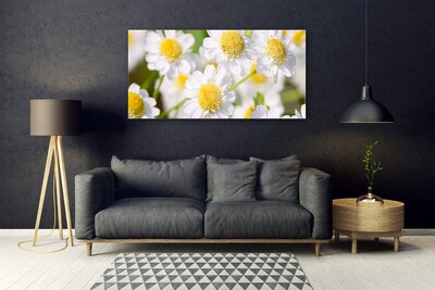 Billede glas Blomster Daisy Natur