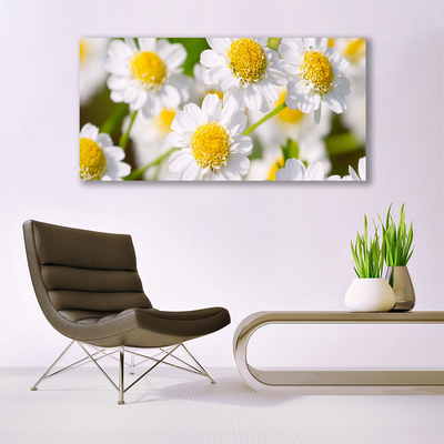 Billede glas Blomster Daisy Natur