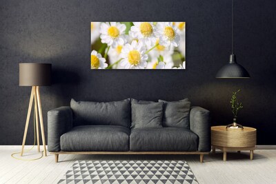 Billede glas Blomster Daisy Natur