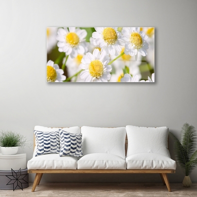 Billede glas Blomster Daisy Natur