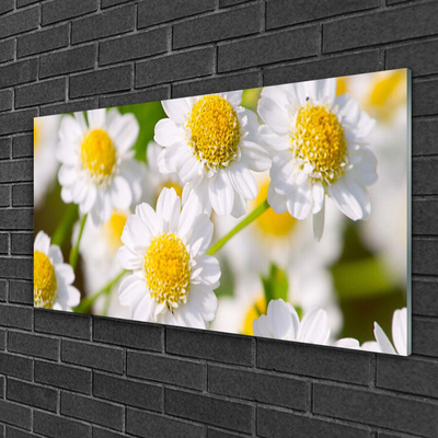 Billede glas Blomster Daisy Natur