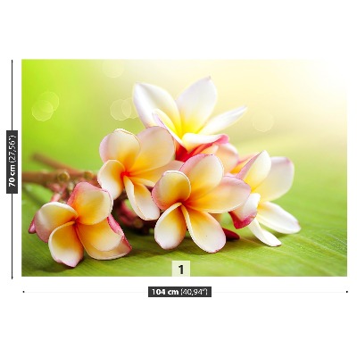 Selvklæbende fototapet Frangipani blomst