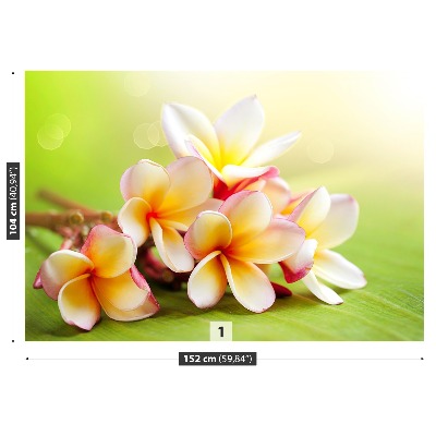 Selvklæbende fototapet Frangipani blomst