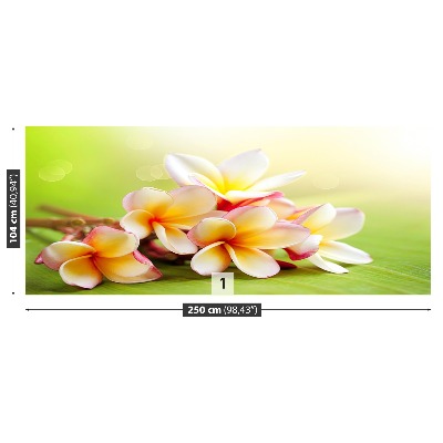 Selvklæbende fototapet Frangipani blomst