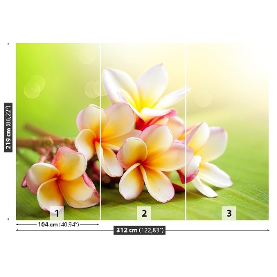 Selvklæbende fototapet Frangipani blomst