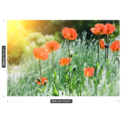 Fototapet Valmueblomster