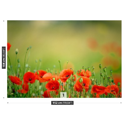 Foto tapet Valmueblomster