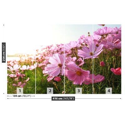 Foto tapet Cosmos-blomst