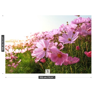 Foto tapet Cosmos-blomst