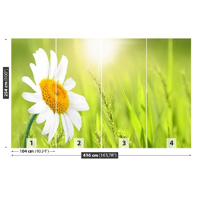 Fototapet Marguerit