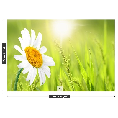 Fototapet Marguerit