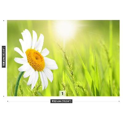 Fototapet Marguerit