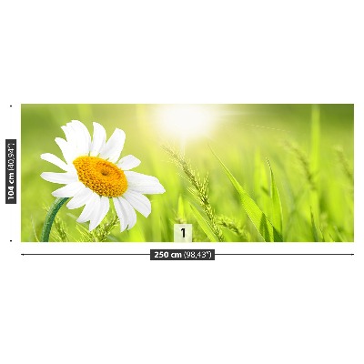 Fototapet Marguerit