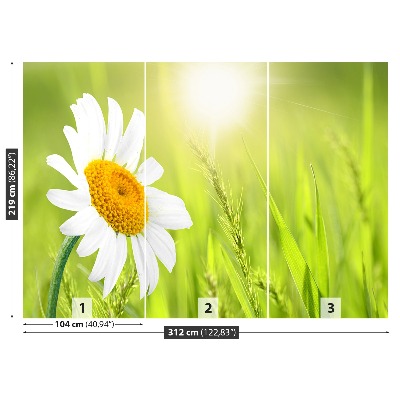 Fototapet Marguerit