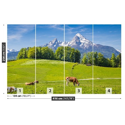 Fototapet Cow Alps