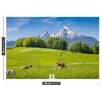 Fototapet Cow Alps