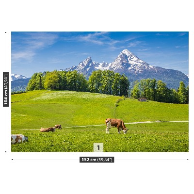 Fototapet Cow Alps