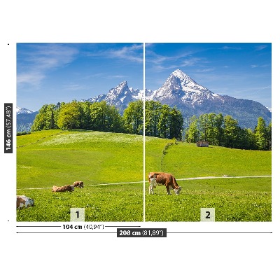 Fototapet Cow Alps