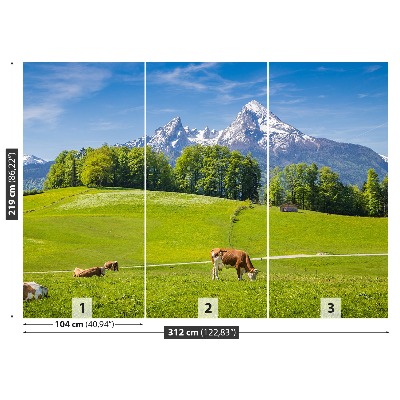 Fototapet Cow Alps