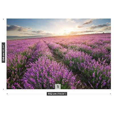 Foto tapet Lavendel Eng