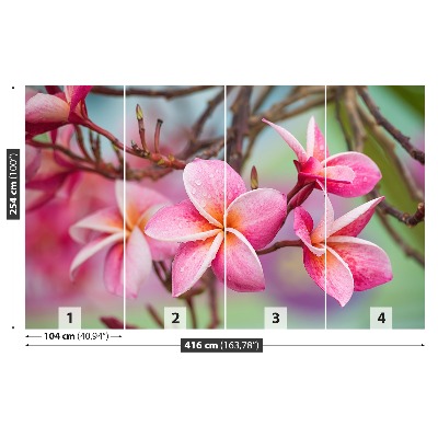 Selvklæbende fototapet Lyserød Frangipani