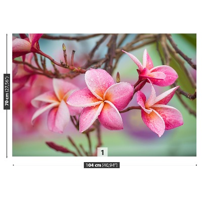 Selvklæbende fototapet Lyserød Frangipani