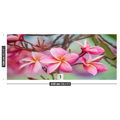 Selvklæbende fototapet Lyserød Frangipani