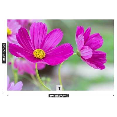 Selvklæbende fototapet Cosmos-blomster