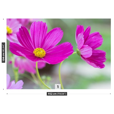 Selvklæbende fototapet Cosmos-blomster