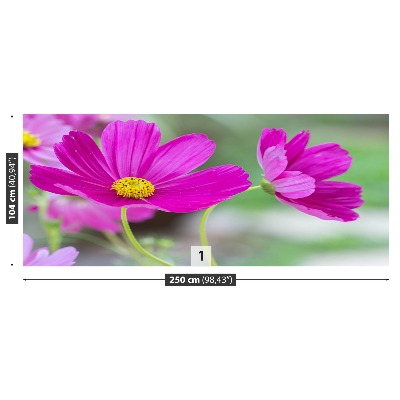 Selvklæbende fototapet Cosmos-blomster