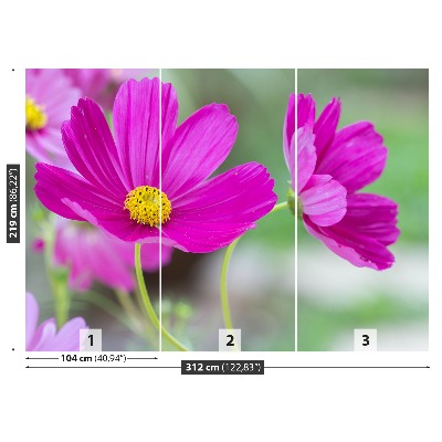 Selvklæbende fototapet Cosmos-blomster