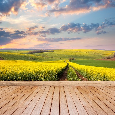 Foto tapet Blomstrende marker