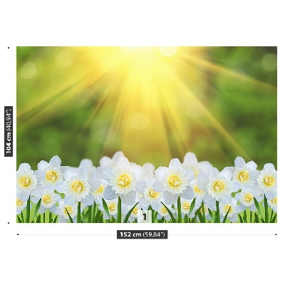 Foto tapet Narcissus Hvid