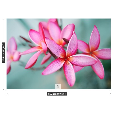 Fotostat Plumeria Pink