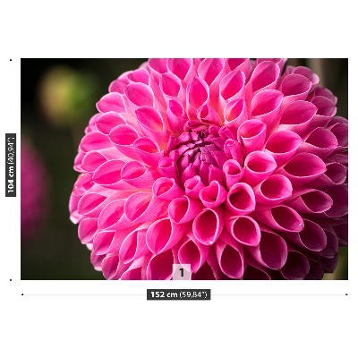 Selvklæbende fototapet Lyserød dahlia