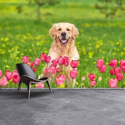 Fototapet Hund Tulipaner