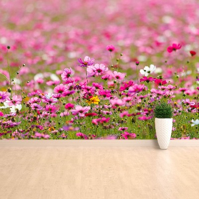 Selvklæbende fototapet Blomster Cosmos