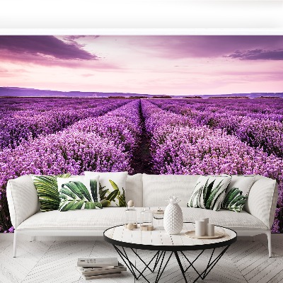 Fototapet Lavendel i blomst