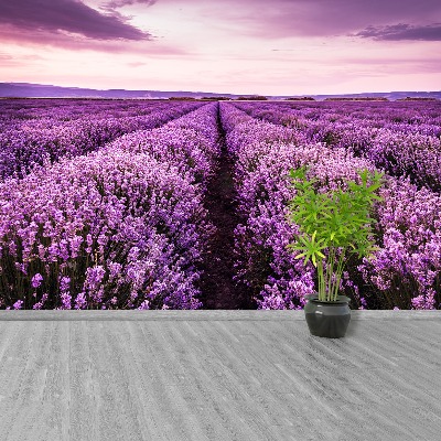 Fototapet Lavendel i blomst