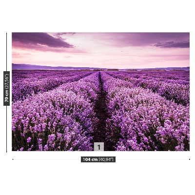 Fototapet Lavendel i blomst