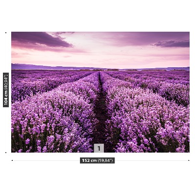 Fototapet Lavendel i blomst