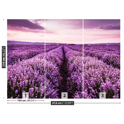 Fototapet Lavendel i blomst